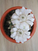 Gymnocalycium