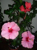 Hibiscus grup
