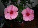 Hibiscus Long Life