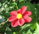 daliipitice8