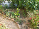 flori 2012 966