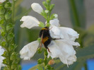 Bumblebee on Physostegia (2012, Jul.19)