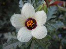 Hibiscus trionum (2012, July 20)