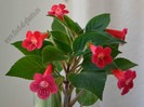 Kohleria Yfs Lucica