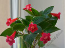 Kohleria Yfs Lucica