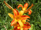 Hemerocallis Frans Hals (2012, July 20)