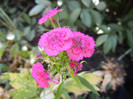 Dianthus barbatus (2012, July 20)