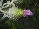 Cirsium spp. (2012, July 19)