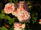Rose Pleasure (2012, July 19)