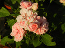 Rose Pleasure (2012, July 19)