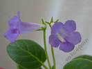 Sinningia Baby Blues