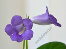 Sinningia Baby Blues