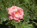 Rose Queen Elisabeth (2012, July 20)