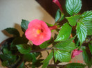 DSC05264