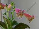 Kohleria GG Fairy Dust