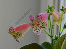 Kohleria GG Fairy Dust