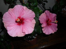 Hibiscus Long Life