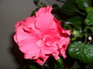 Hibiscus ciclam
