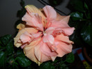 Hibiscus Clasic Apricot