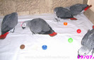 papagali Jako African Grey
