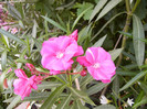 P1170753