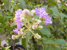 Lagerstroemia[liliac indian]