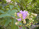 Lagerstroemia