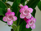 Kohleria Yfs Leah