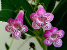 Kohleria Yfs Leah