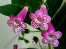 Kohleria Yfs Leah