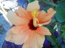 DSCN3065