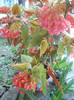 DSCN3068