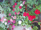 DSCN3071