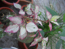 DSCN3072