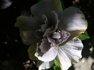 P1160103