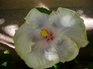 P1160106