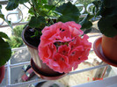 DSC03906