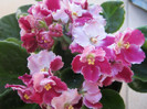 Violete 31