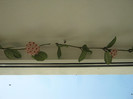 Hoya