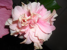 Hibiscus Clasic Pinky Pall