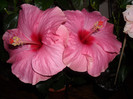 Hibiscus Long Life