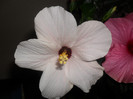 Hibiscus Cairo White