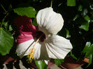 P1160125