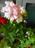 DSCN1101