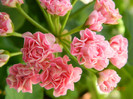 Australian_Pink_Rosebud