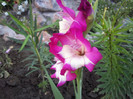 Photo003