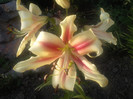 Photo039