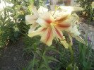 Photo045