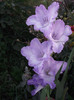 DSCF8022