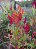 DSCF7981
